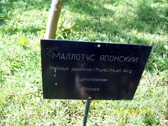 Сухумский ботанический сад  (Абхазия) 2009,2011