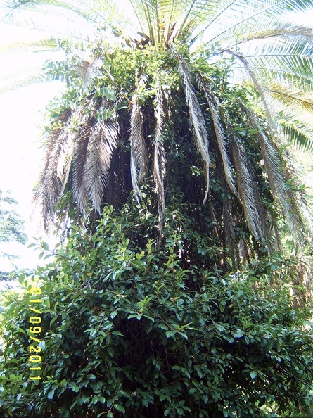 SV502629.JPG