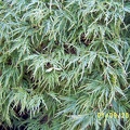 SV502634.JPG