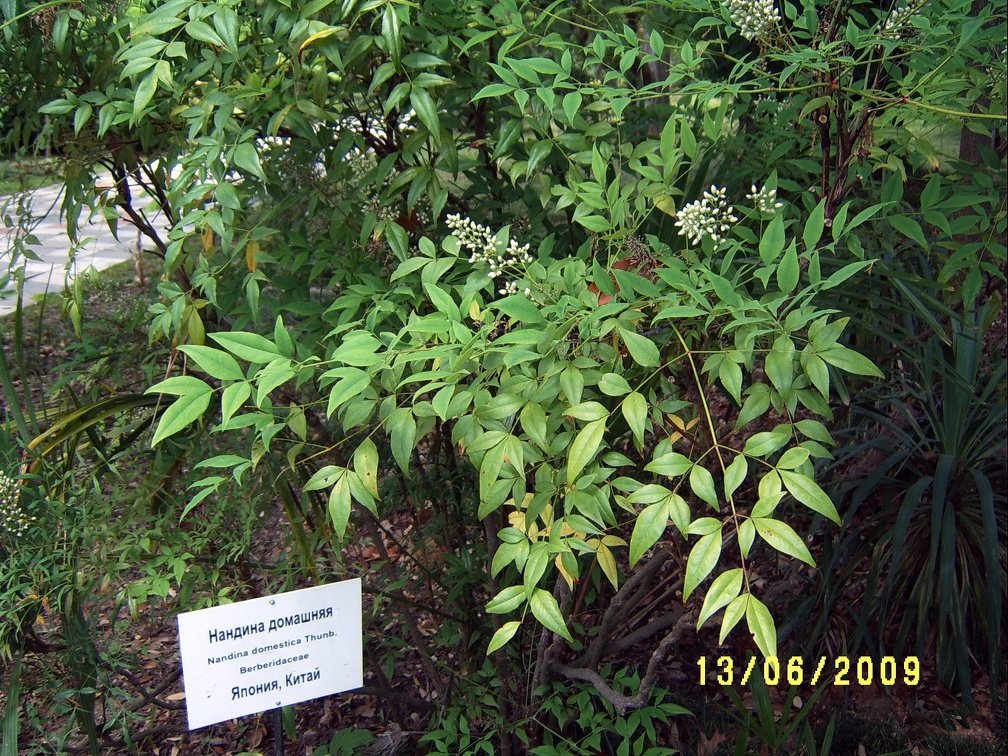 Сухумский ботанический сад  (Абхазия) 2009,2011