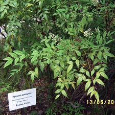 Сухумский ботанический сад  (Абхазия) 2009,2011