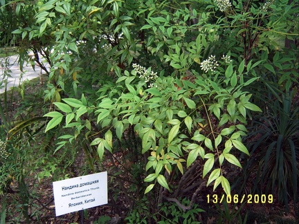 Сухумский ботанический сад  (Абхазия) 2009,2011