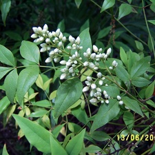 Сухумский ботанический сад  (Абхазия) 2009,2011