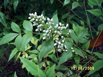 Сухумский ботанический сад  (Абхазия) 2009,2011