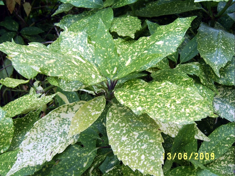SV503031.JPG