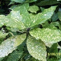 SV503031.JPG
