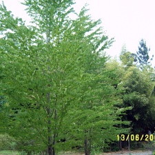 Сухумский ботанический сад  (Абхазия) 2009,2011