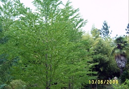 Сухумский ботанический сад  (Абхазия) 2009,2011