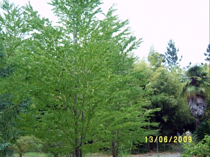 Сухумский ботанический сад  (Абхазия) 2009,2011