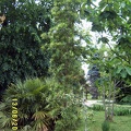 Сухумский ботанический сад  (Абхазия) 2009,2011