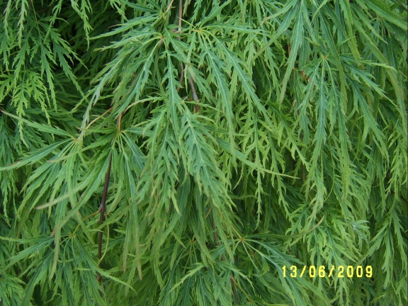 Сухумский ботанический сад  (Абхазия) 2009,2011