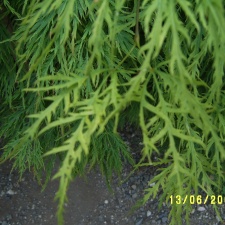 Сухумский ботанический сад  (Абхазия) 2009,2011