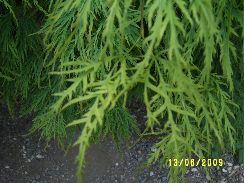 Сухумский ботанический сад  (Абхазия) 2009,2011