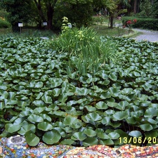 Сухумский ботанический сад  (Абхазия) 2009,2011