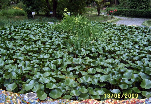 Сухумский ботанический сад  (Абхазия) 2009,2011