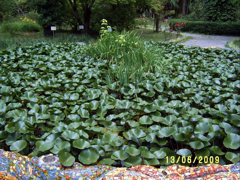 Сухумский ботанический сад  (Абхазия) 2009,2011