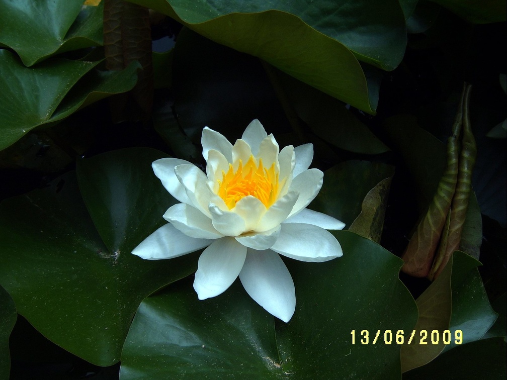 Сухумский ботанический сад  (Абхазия) 2009,2011