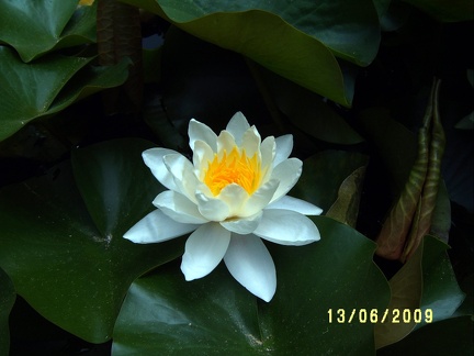 Сухумский ботанический сад  (Абхазия) 2009,2011