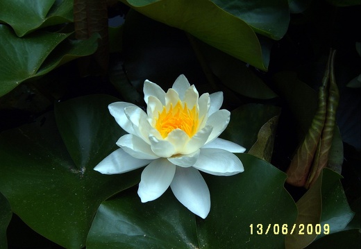 Сухумский ботанический сад  (Абхазия) 2009,2011
