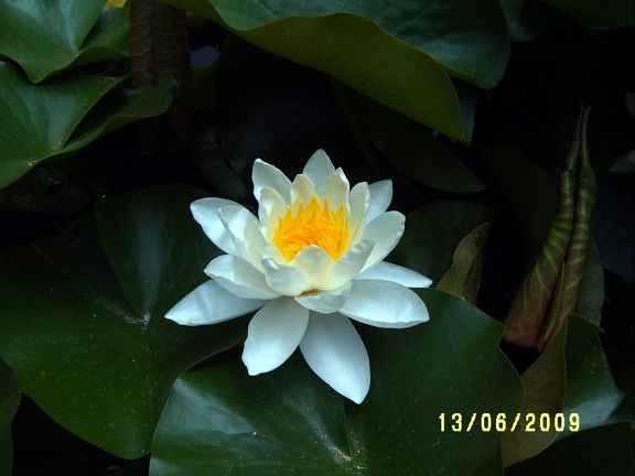 Сухумский ботанический сад  (Абхазия) 2009,2011