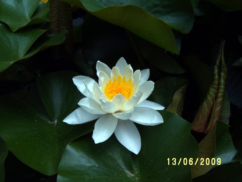 Сухумский ботанический сад  (Абхазия) 2009,2011