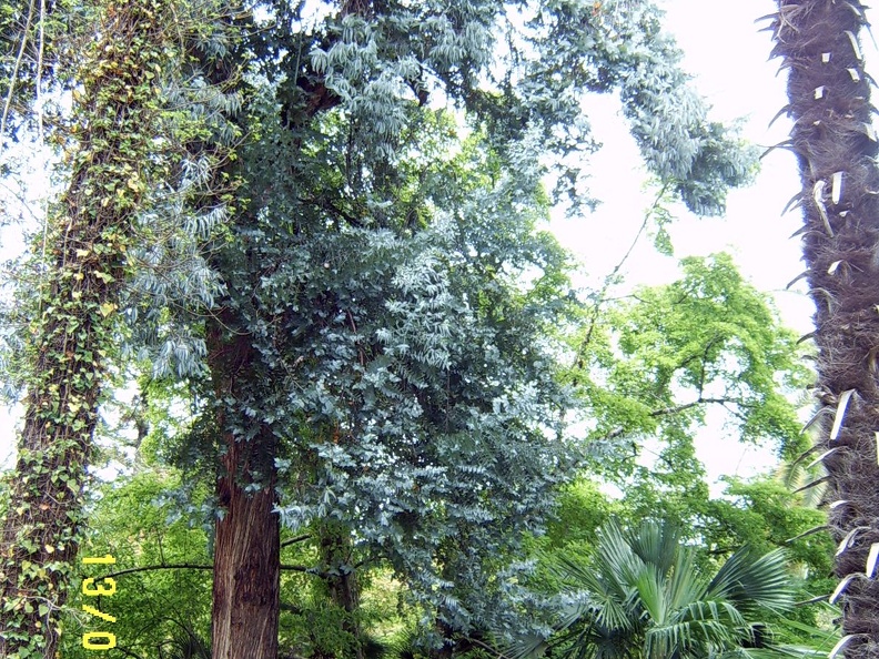 Сухумский ботанический сад  (Абхазия) 2009,2011