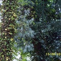 SV503053.JPG
