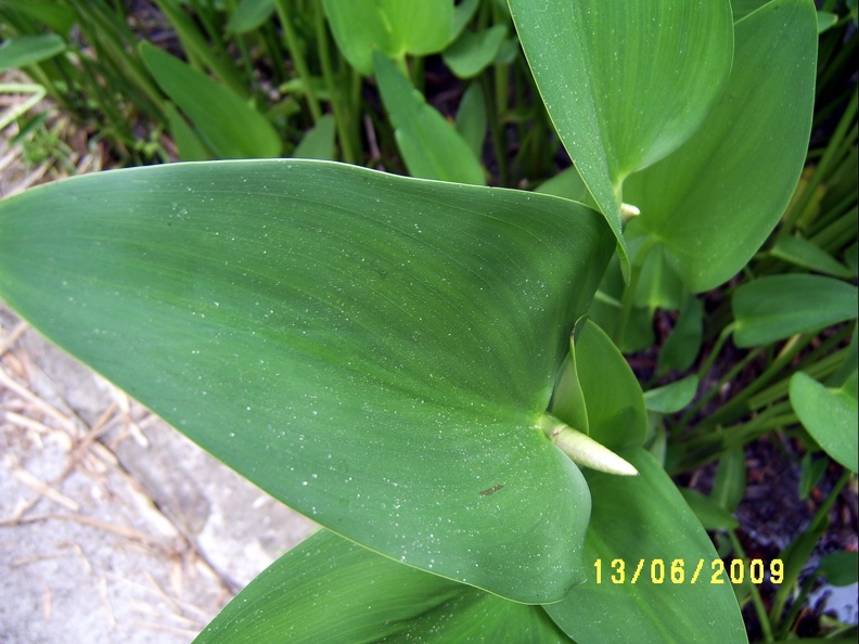 SV503056.JPG