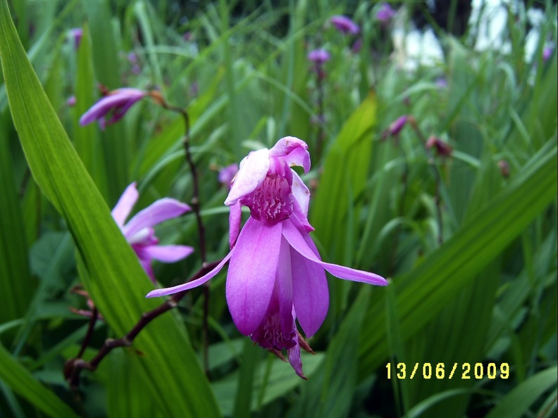 SV503058.JPG