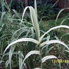 Сухумский ботанический сад  (Абхазия) 2009,2011