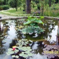Сухумский ботанический сад  (Абхазия) 2009,2011