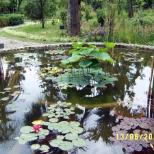Сухумский ботанический сад  (Абхазия) 2009,2011