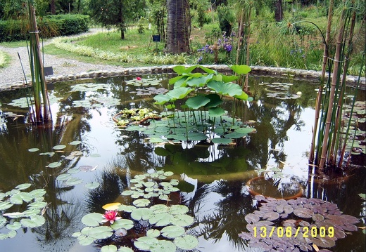 Сухумский ботанический сад  (Абхазия) 2009,2011