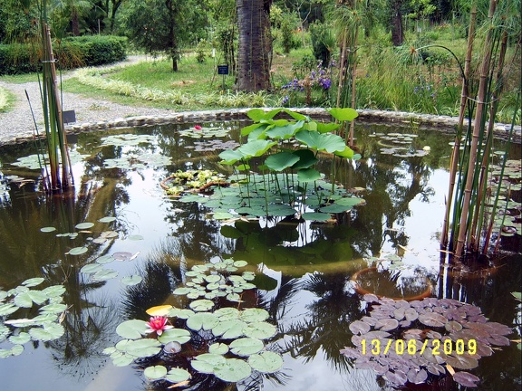 Сухумский ботанический сад  (Абхазия) 2009,2011