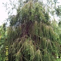 SV503066.JPG