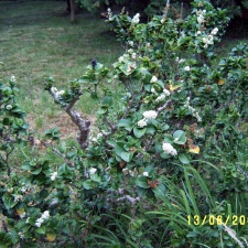 Сухумский ботанический сад  (Абхазия) 2009,2011