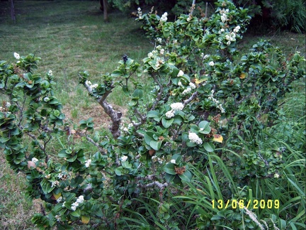 Сухумский ботанический сад  (Абхазия) 2009,2011