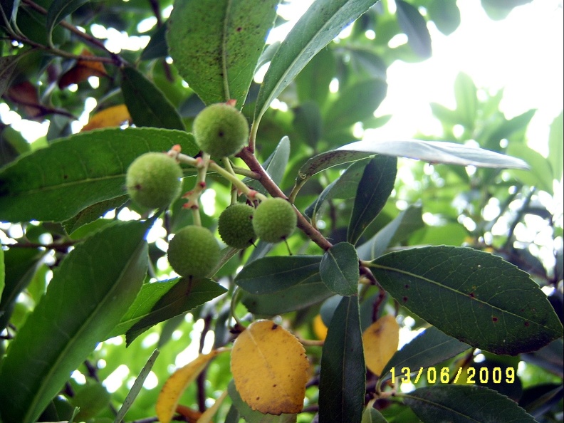 SV503077.JPG