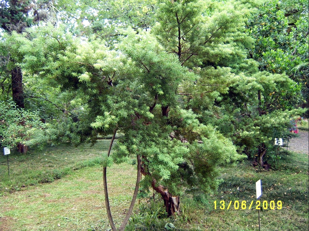 Сухумский ботанический сад  (Абхазия) 2009,2011