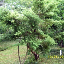 Сухумский ботанический сад  (Абхазия) 2009,2011