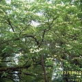 Сухумский ботанический сад  (Абхазия) 2009,2011