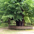 Сухумский ботанический сад  (Абхазия) 2009,2011