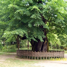Сухумский ботанический сад  (Абхазия) 2009,2011