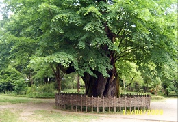 Сухумский ботанический сад  (Абхазия) 2009,2011