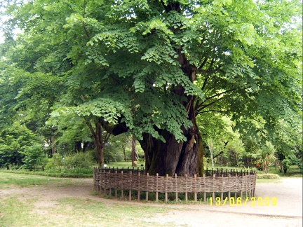 Сухумский ботанический сад  (Абхазия) 2009,2011