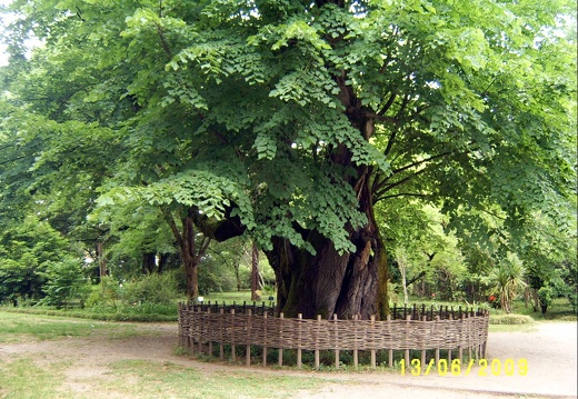 Сухумский ботанический сад  (Абхазия) 2009,2011