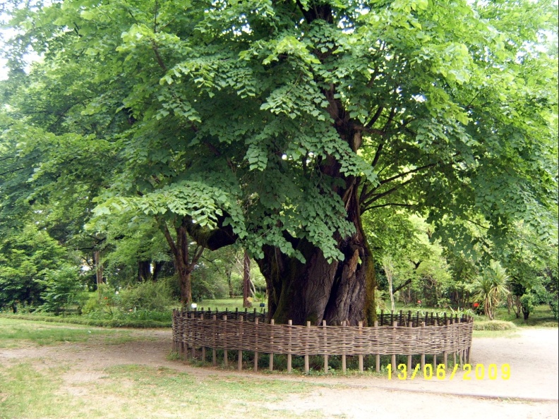 Сухумский ботанический сад  (Абхазия) 2009,2011