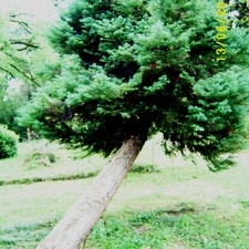 Сухумский ботанический сад  (Абхазия) 2009,2011