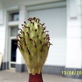 Сухумский ботанический сад  (Абхазия) 2009,2011