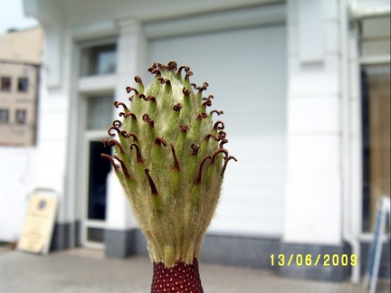 Сухумский ботанический сад  (Абхазия) 2009,2011